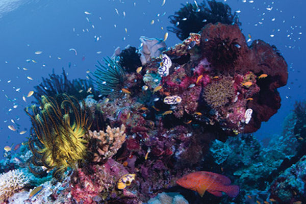 Great Barrier Reef Dive Taka Liveaboard Osprey Reef Coral Garden.